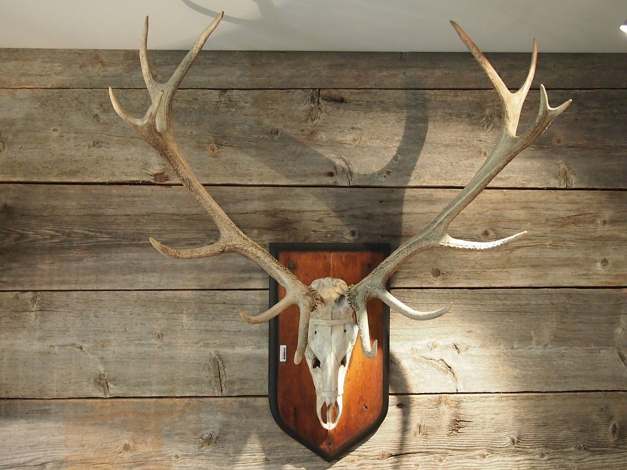 antler trophy wood free photo