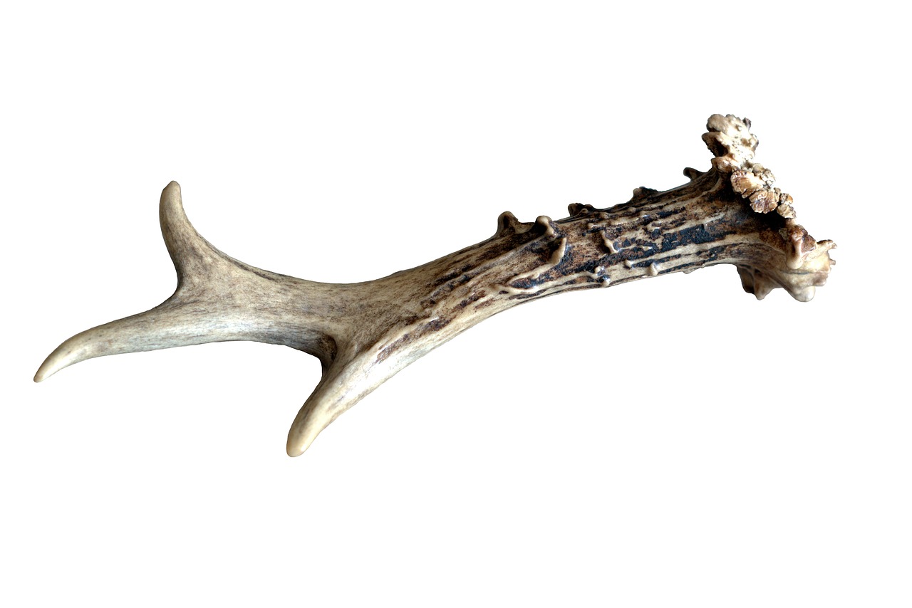 antlers bone sarna free photo