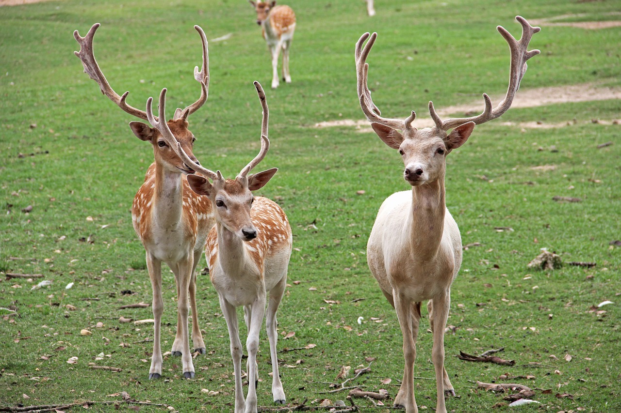 antlers wildlife deer free photo