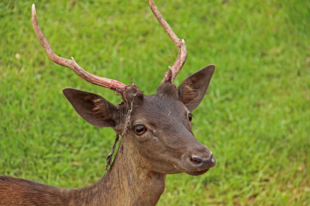 antlers wildlife deer free photo