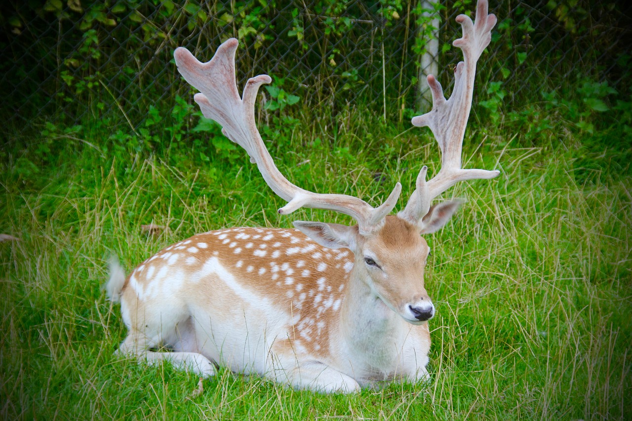 antlers buck wildlife free photo