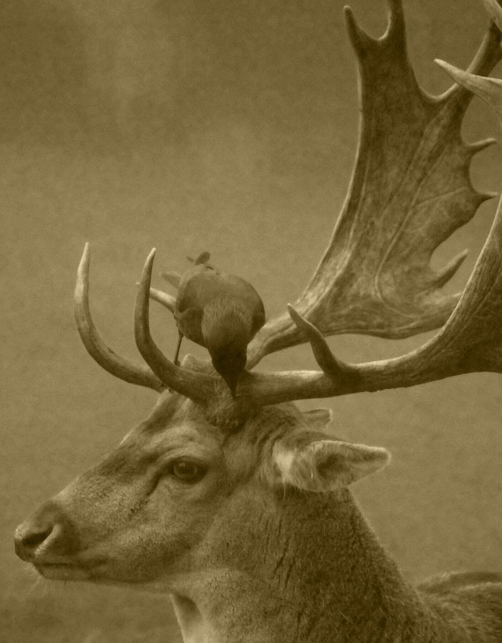 antlers stag deer free photo
