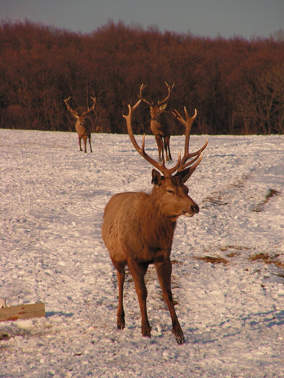 antlers hart herd free photo