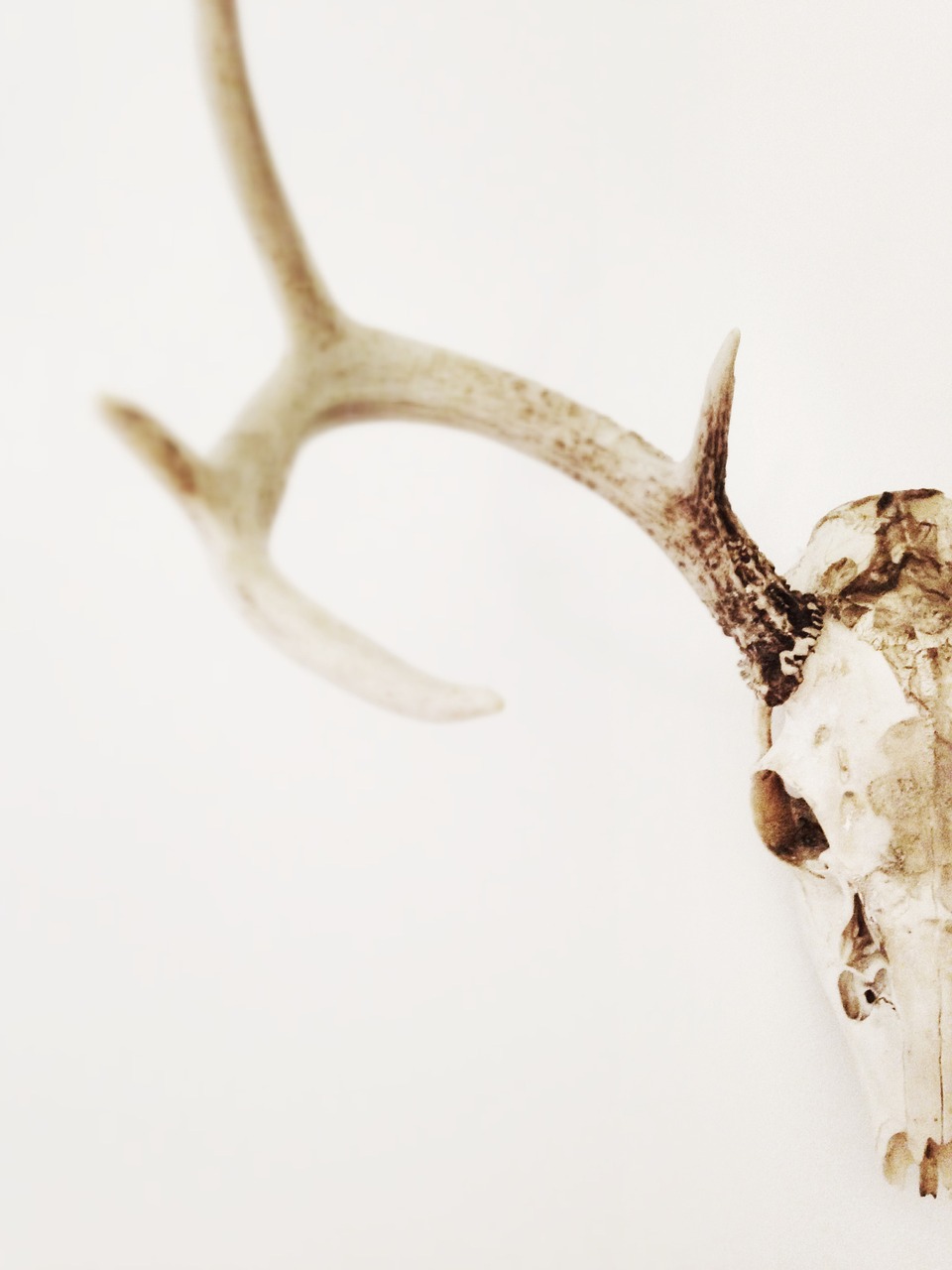 antlers skull trophy free photo