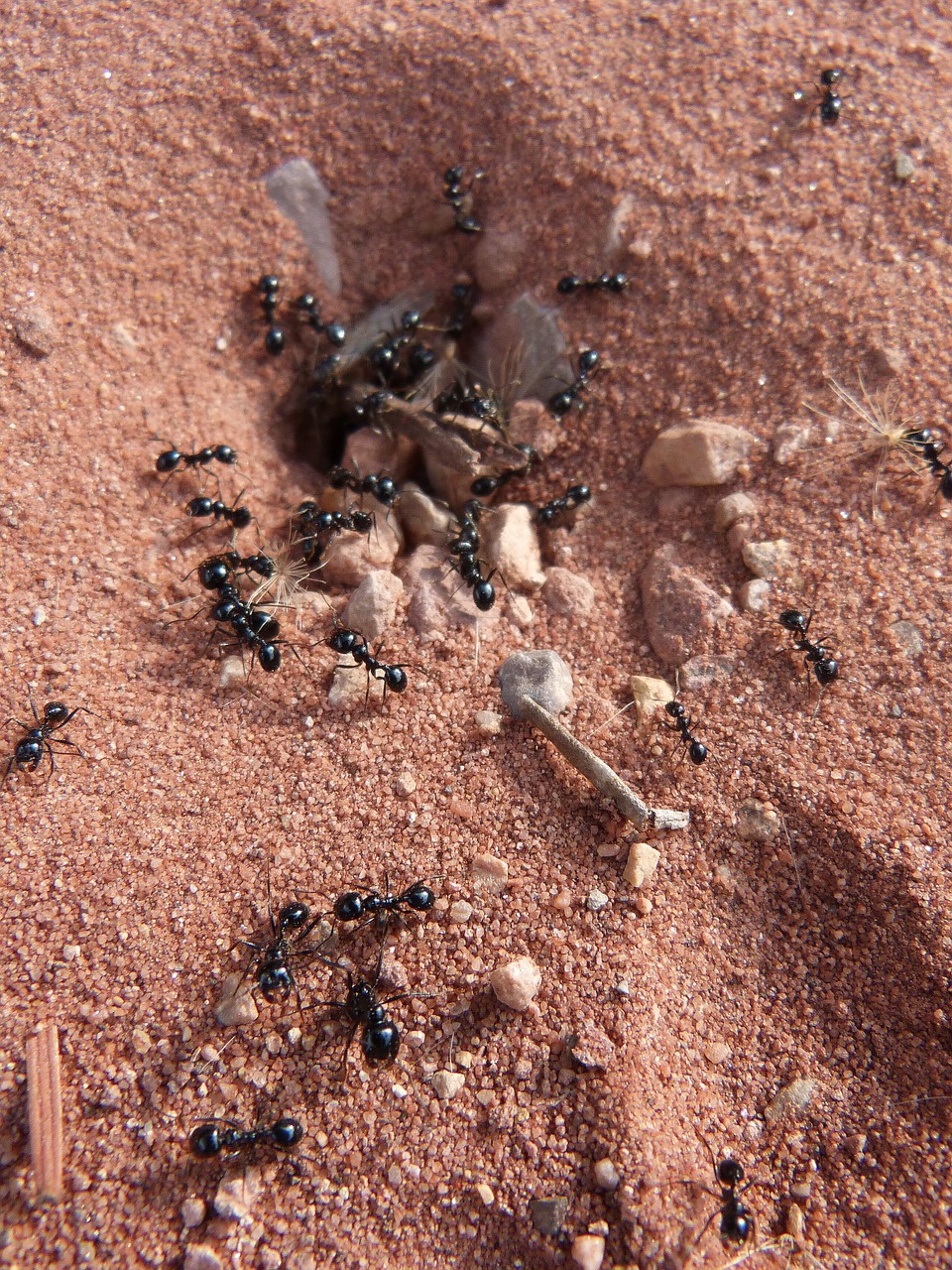 ants nest cologne free photo