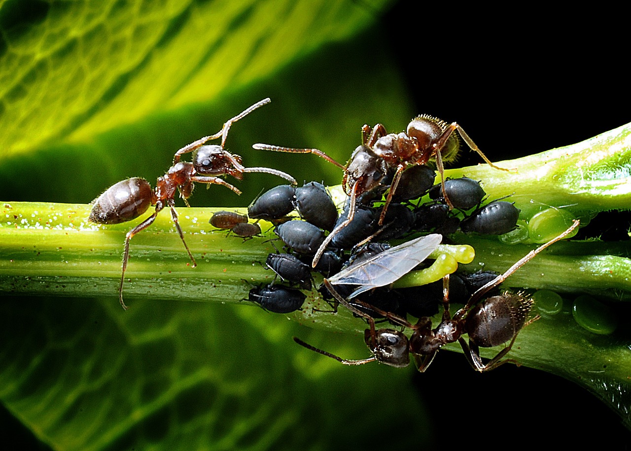 ants aphids kennel free photo