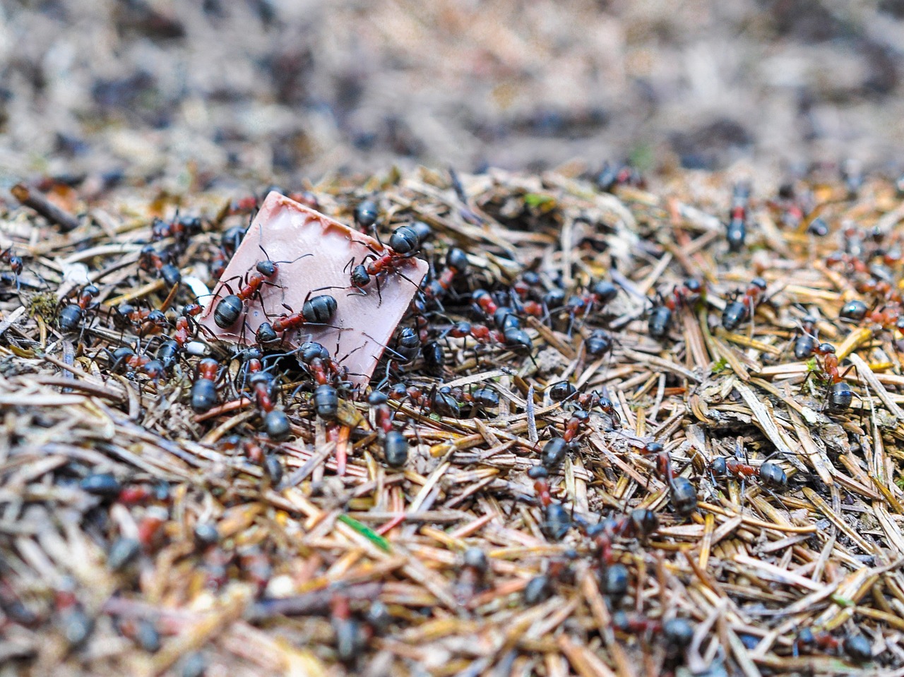 ants ant the anthill free photo