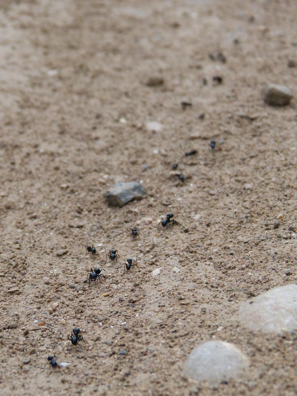 ants row path free photo