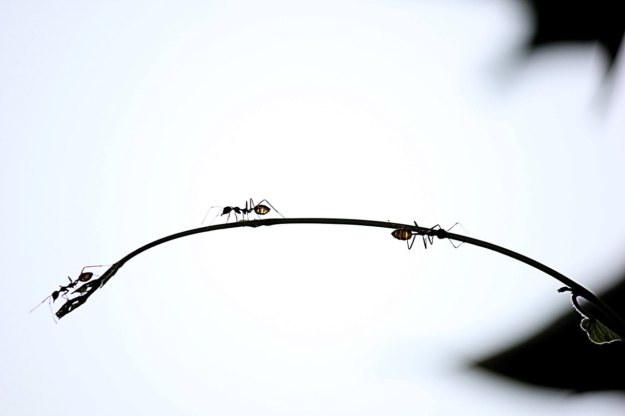ants red ant climb the tree free photo