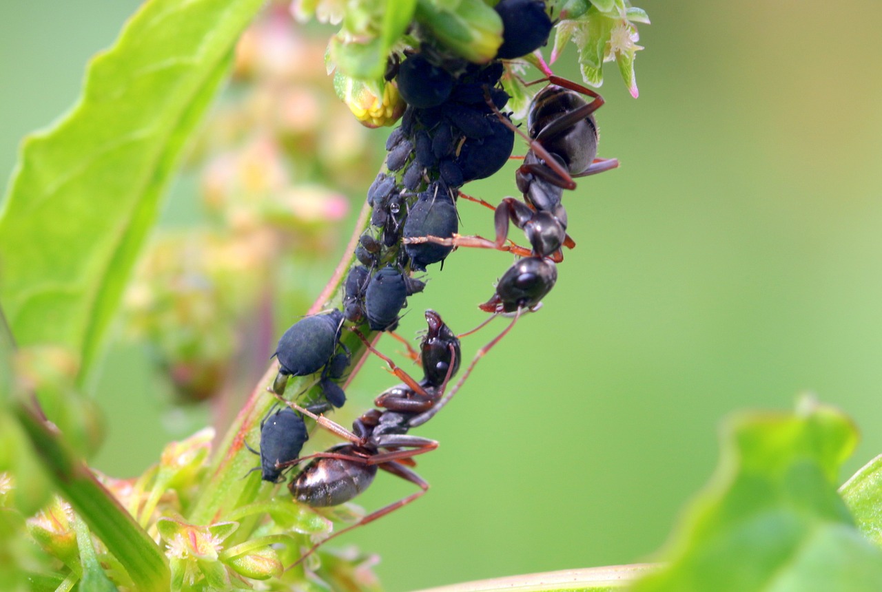 ants formicidae garden ants free photo