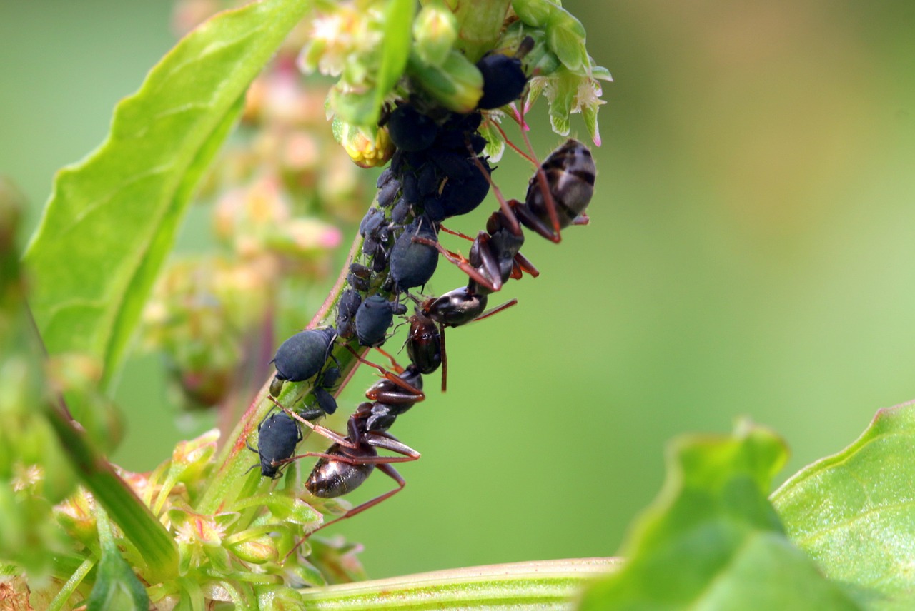 ants formicidae garden ants free photo