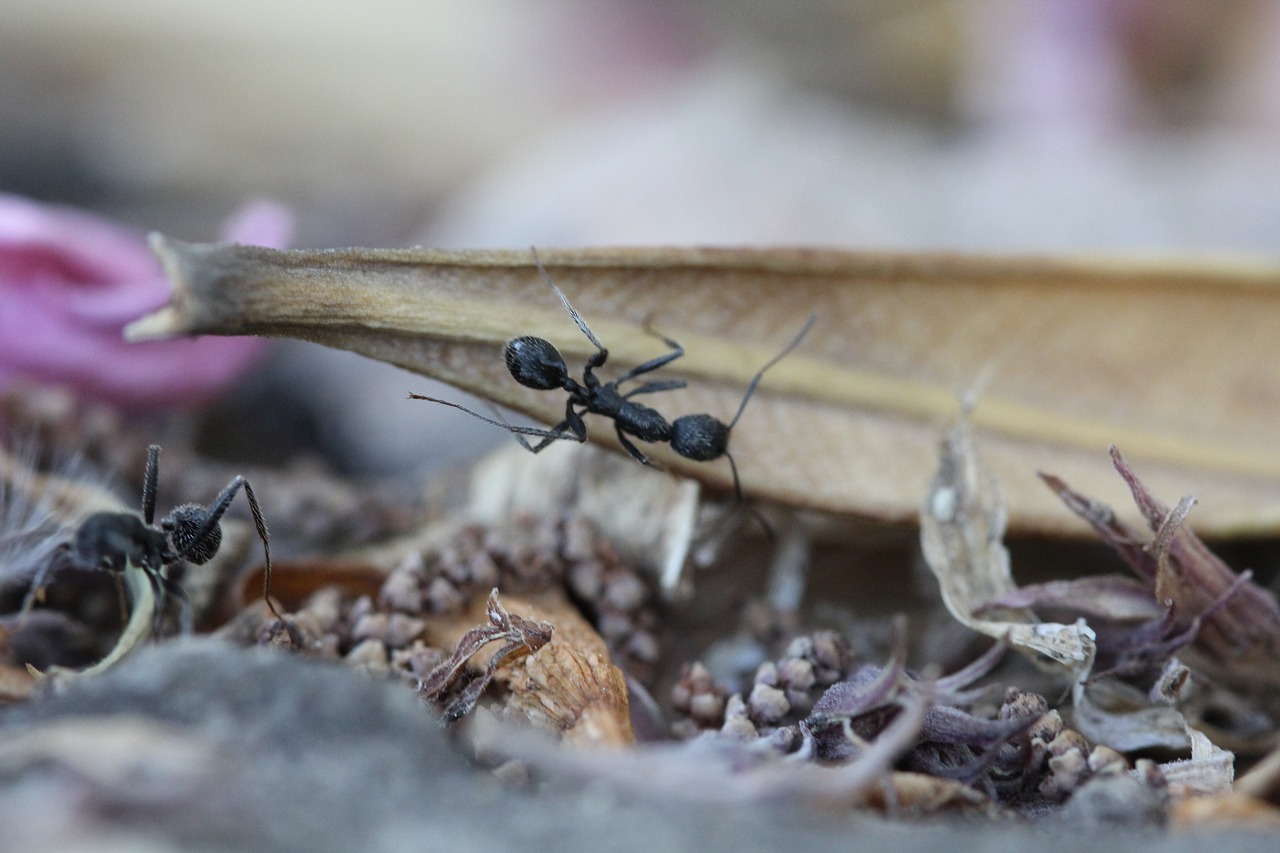 ants insect garden free photo