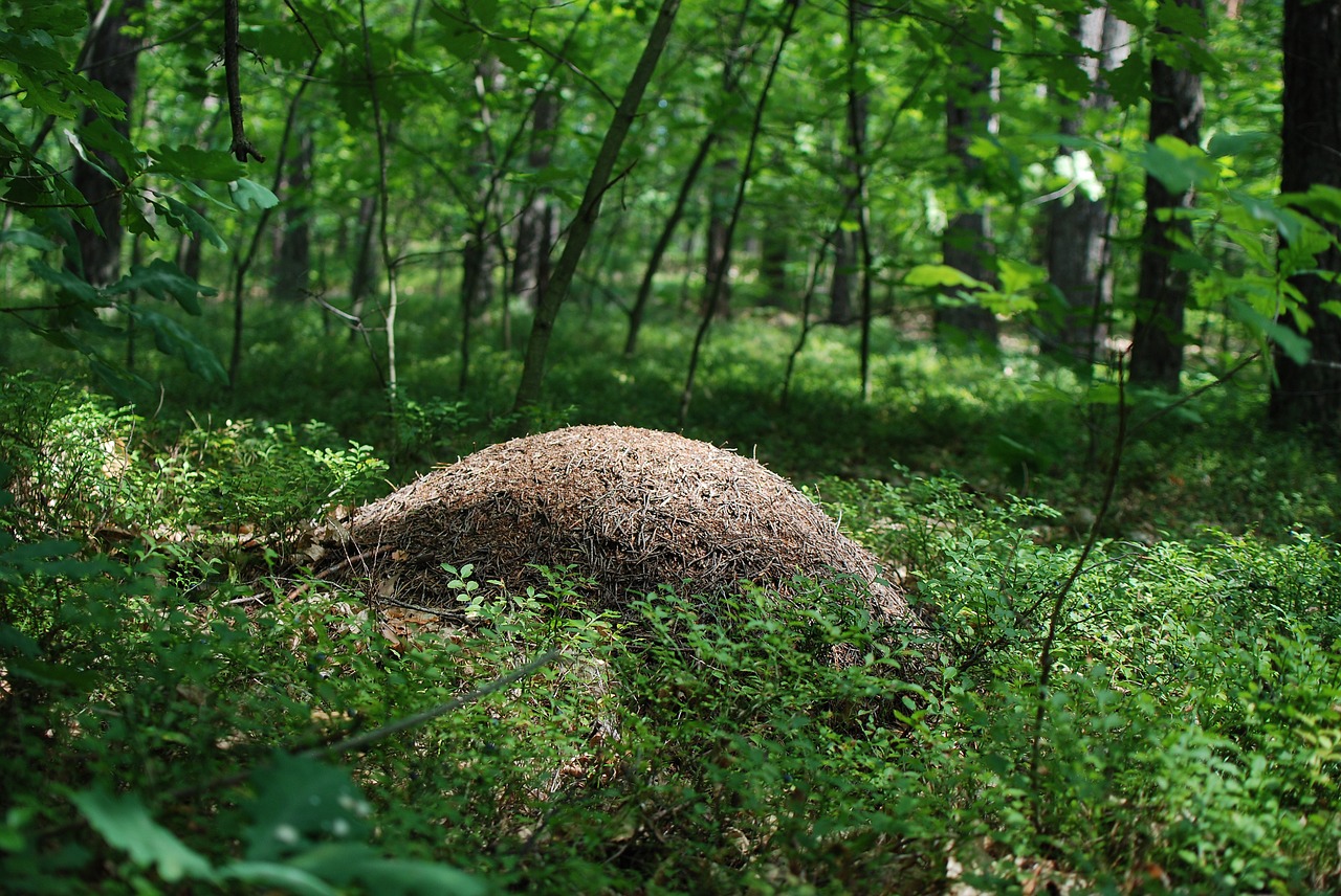 ants forest nature free photo