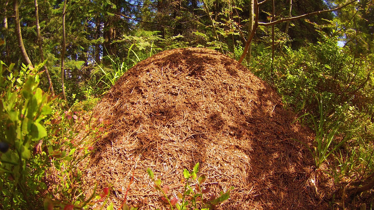 ants pile straw free photo