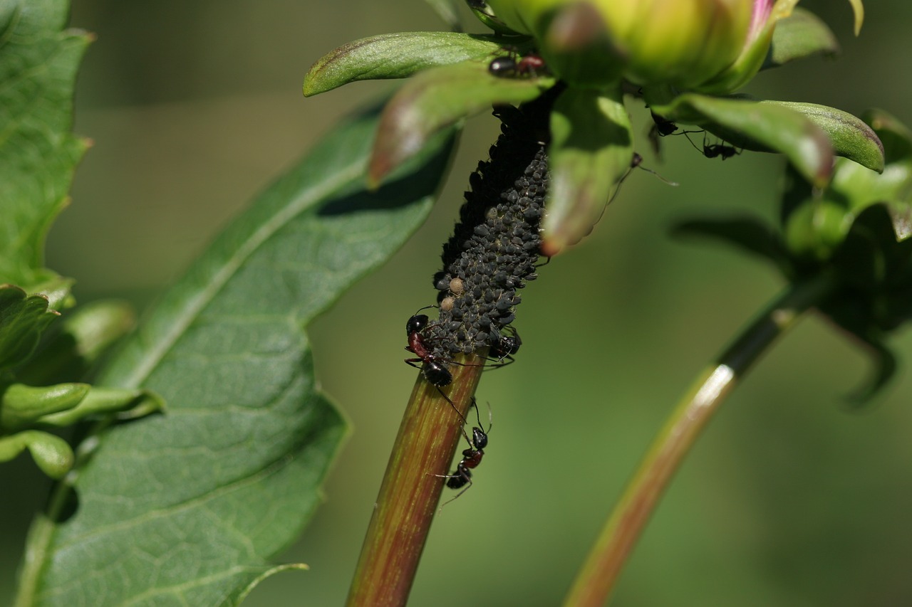 ants aphids herd free photo