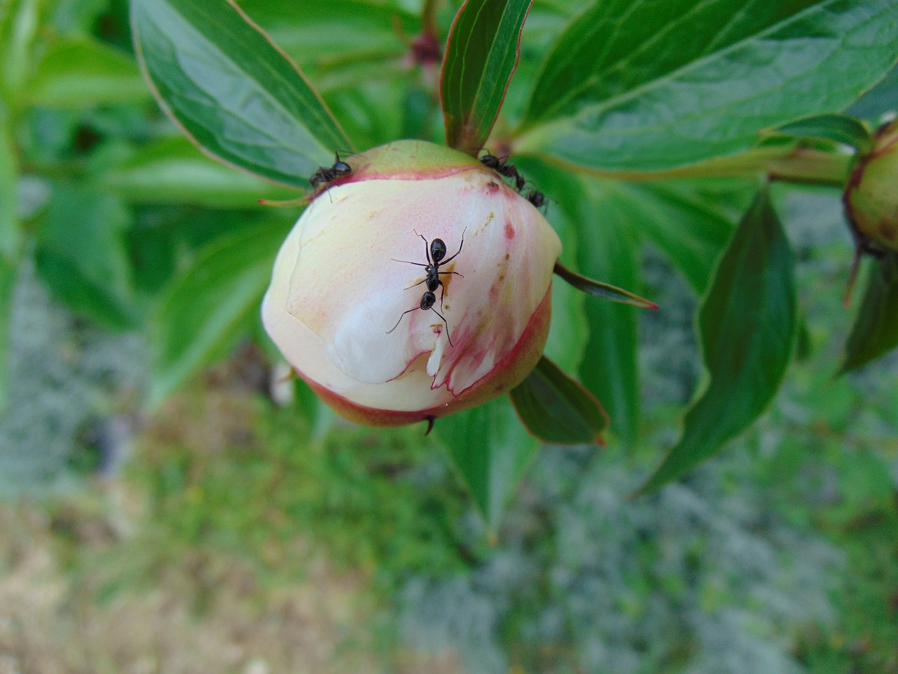 ants flower plant free photo