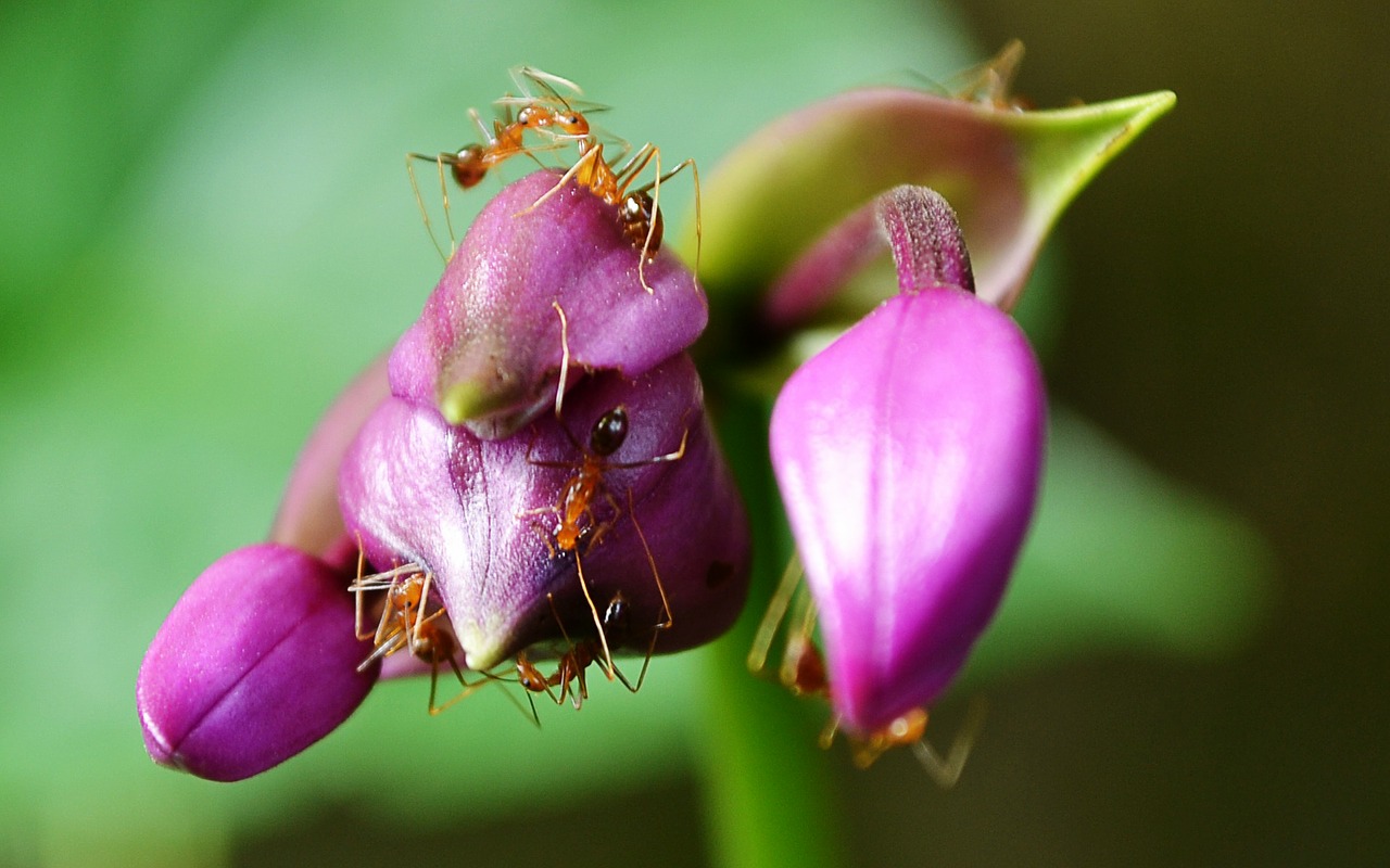 ants ant flower free photo