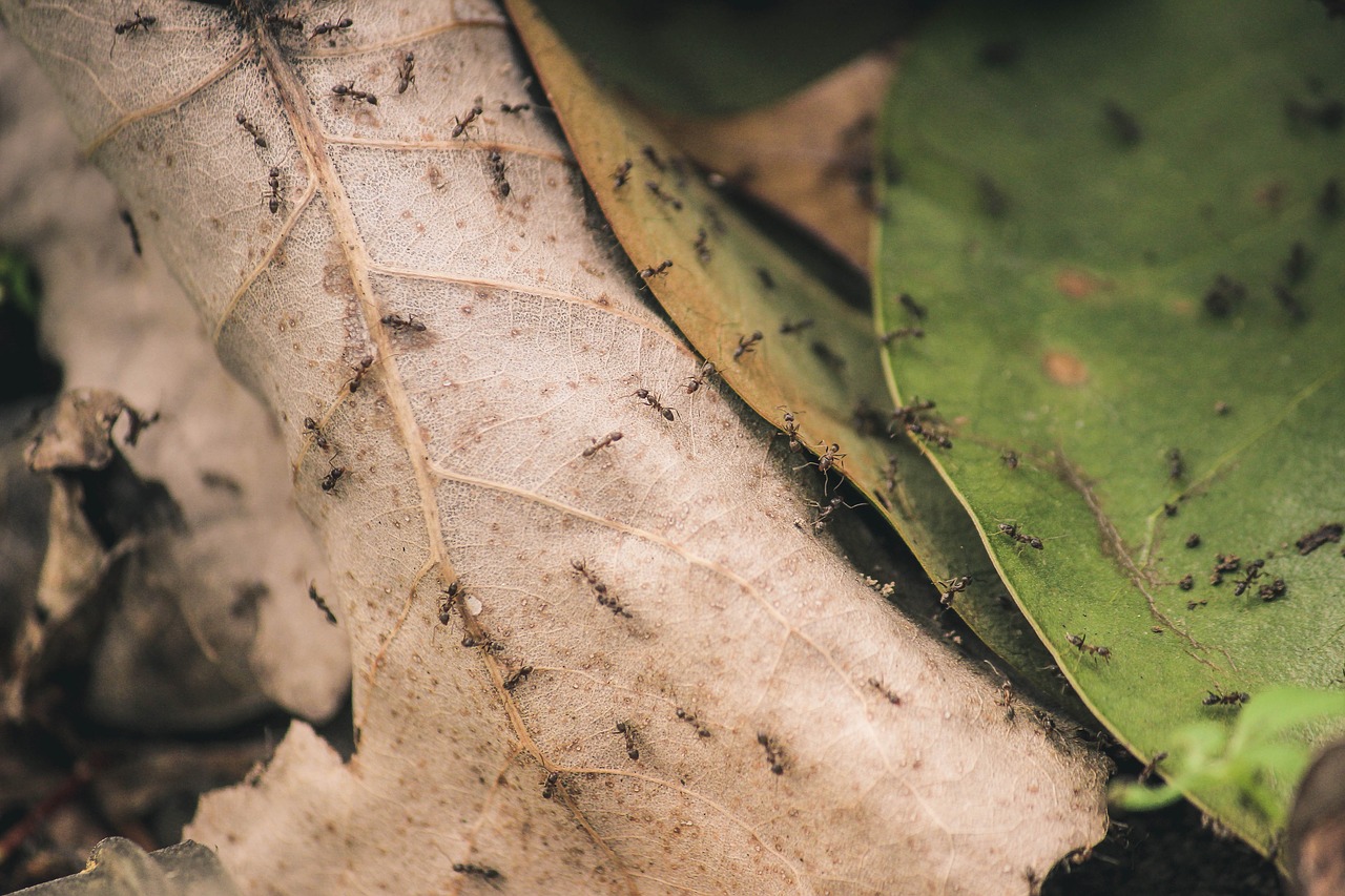 ants close-up insects free photo