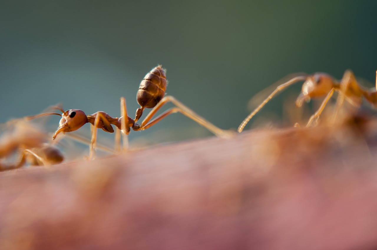 ants close-up insects free photo