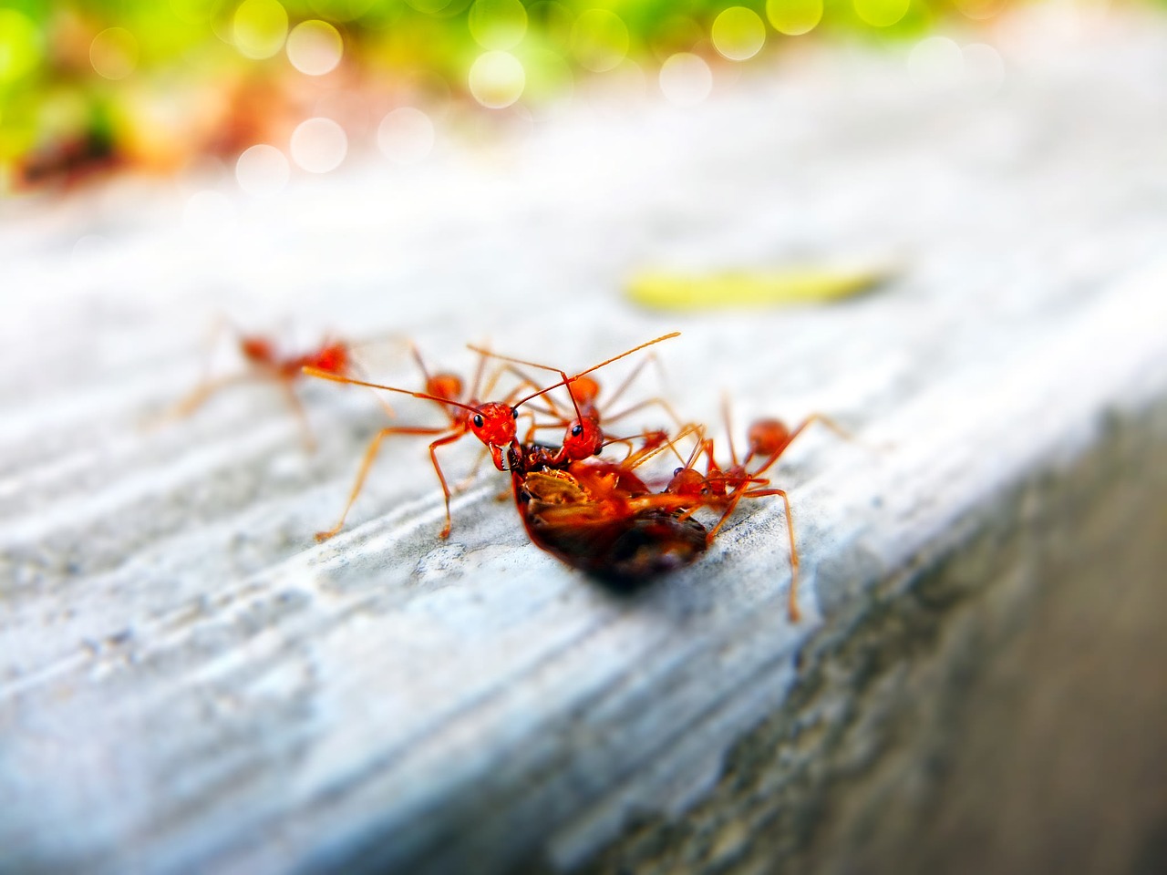 ants close-up insects free photo