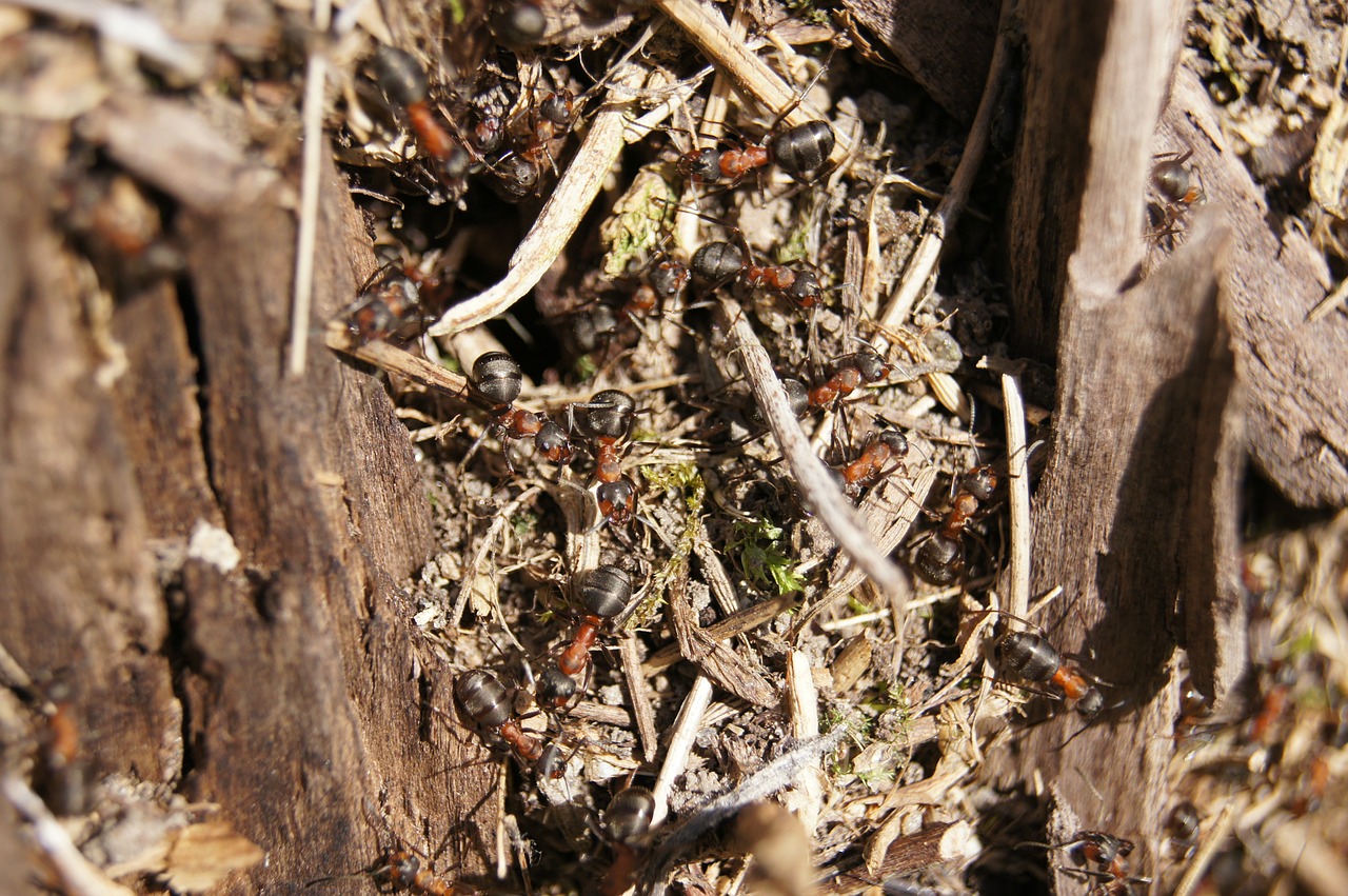 ants wood ant nature free photo