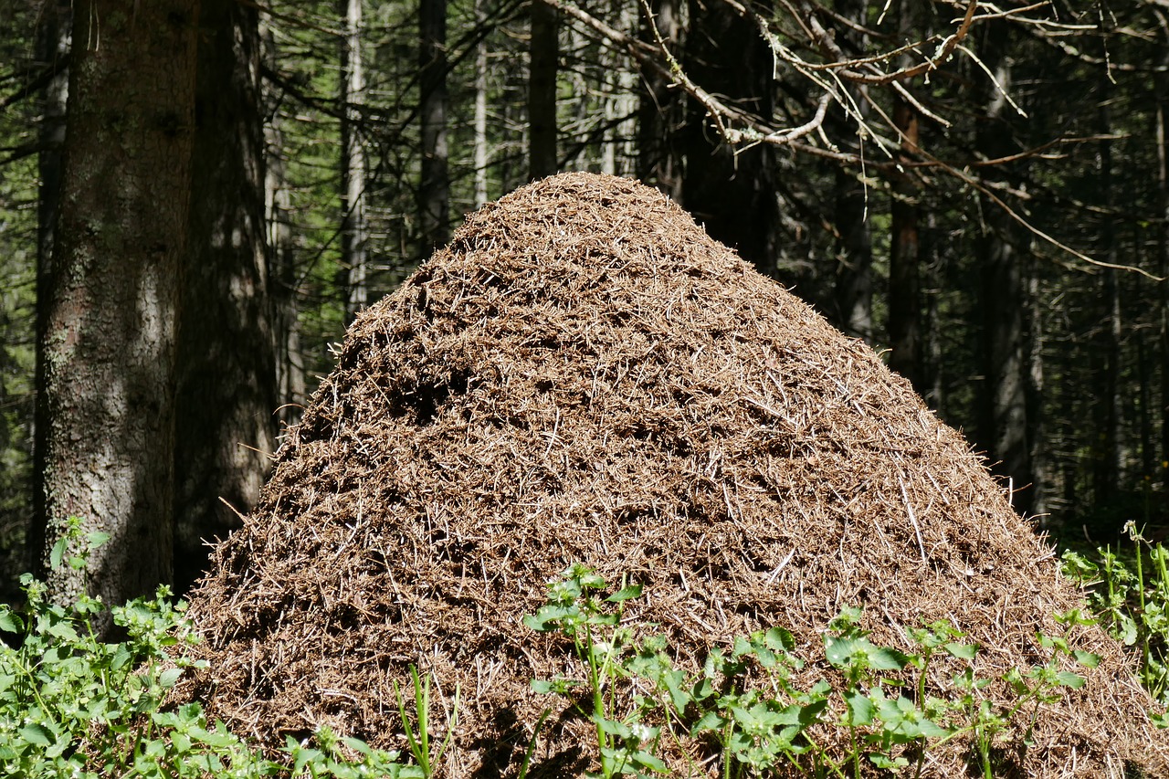 ants anthill forest free photo