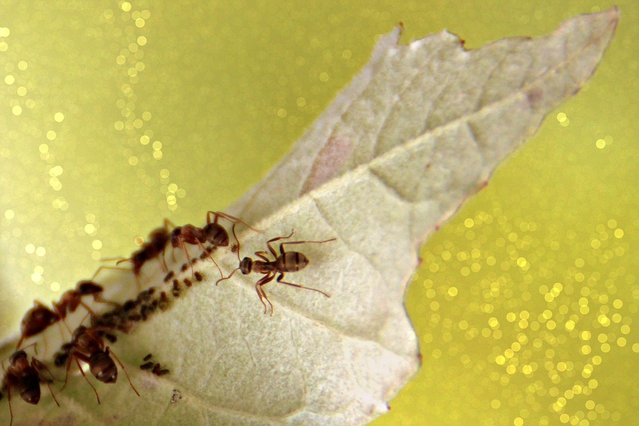 ants leaf colony free photo