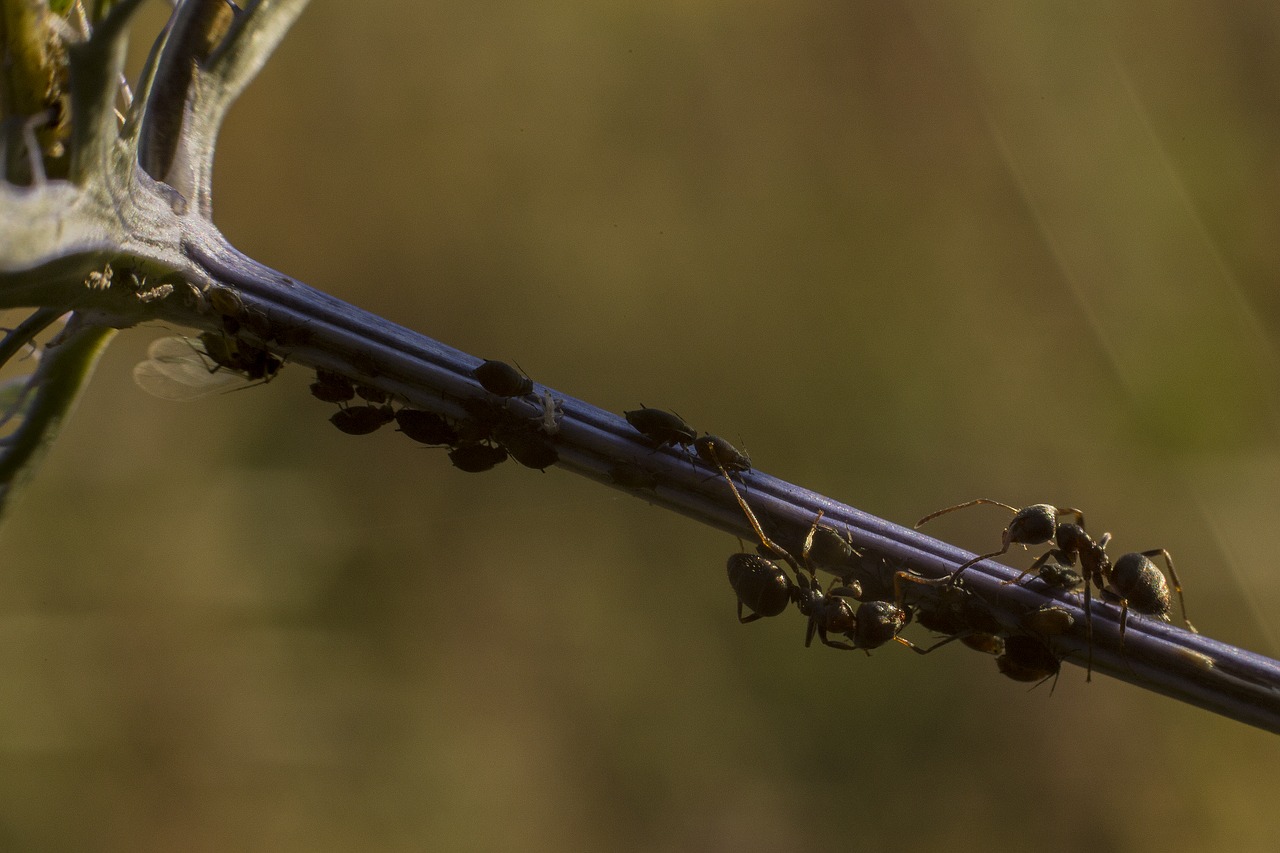 ants aphid insects free photo