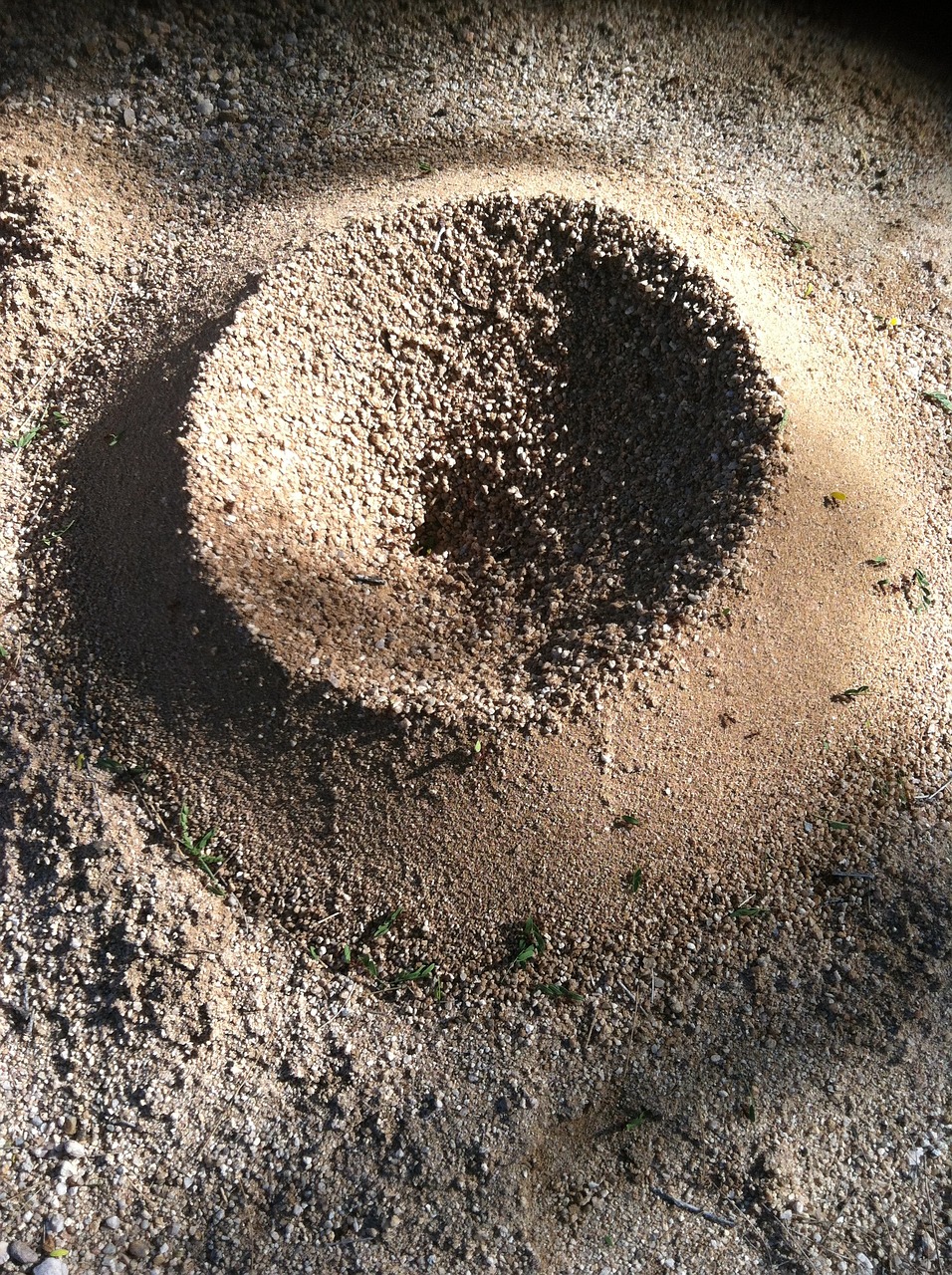 ants circle nature free photo