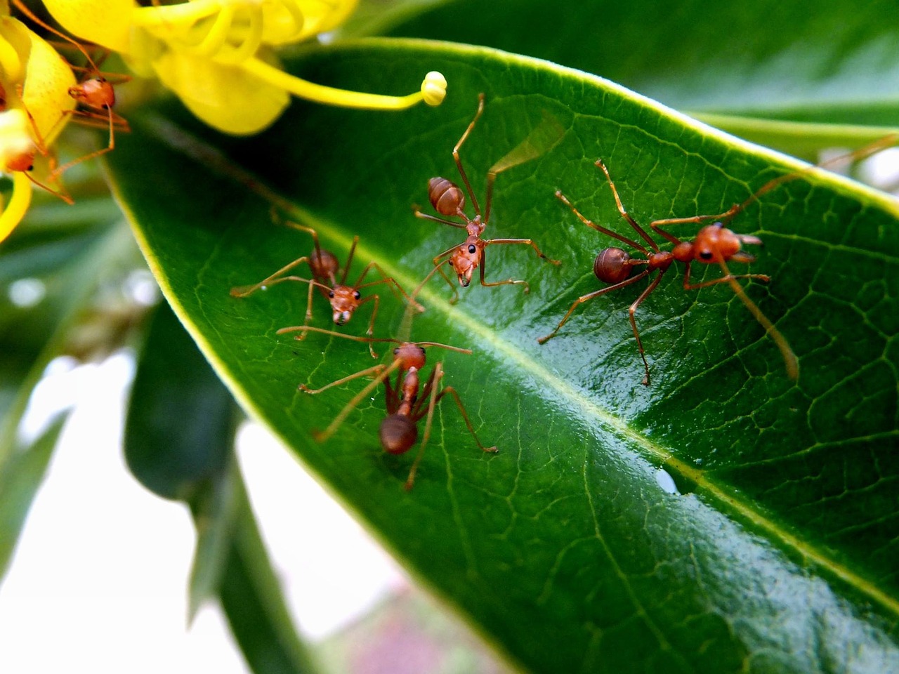 ants macro nature free photo