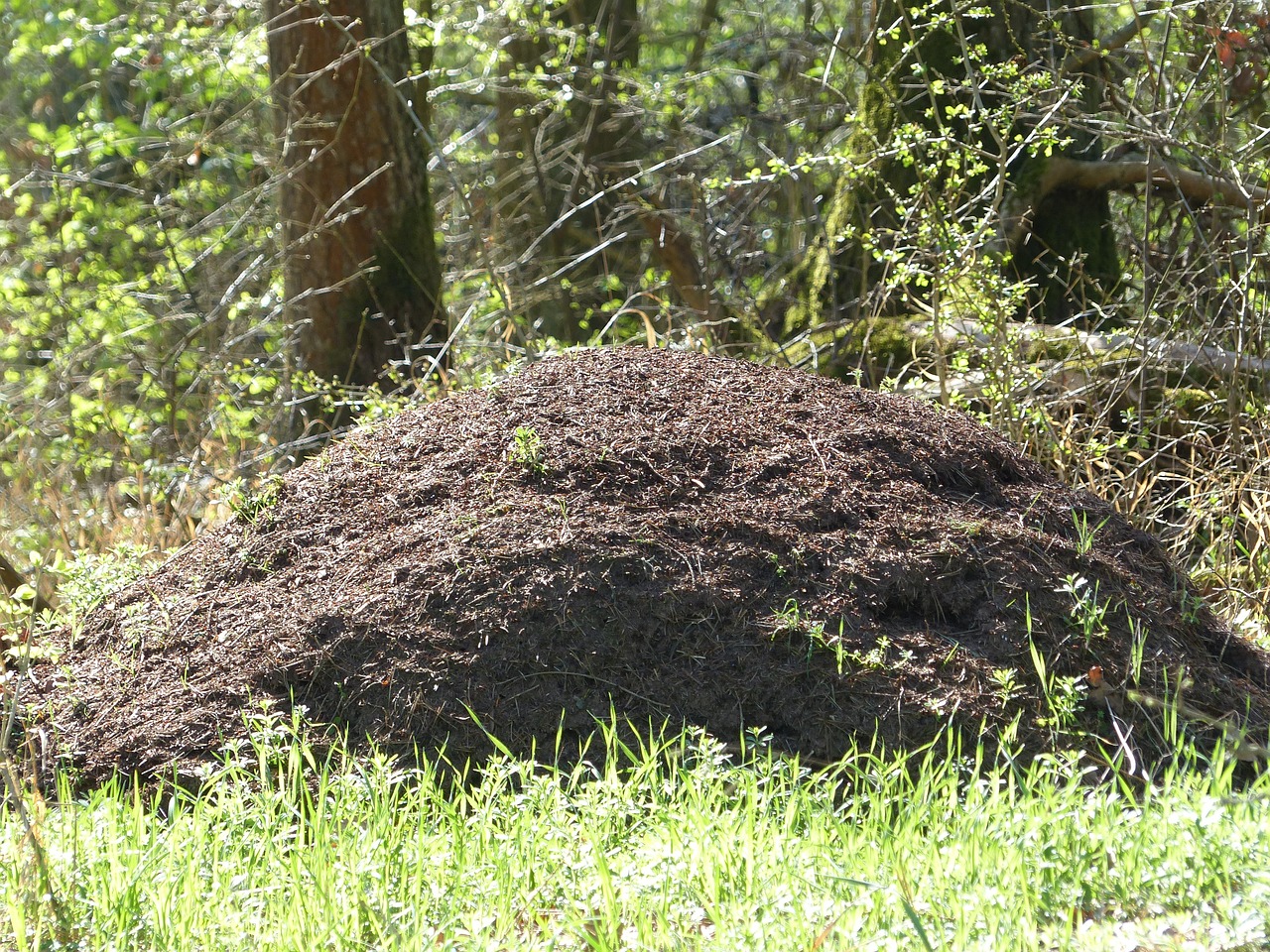 ants ant hill anthill free photo