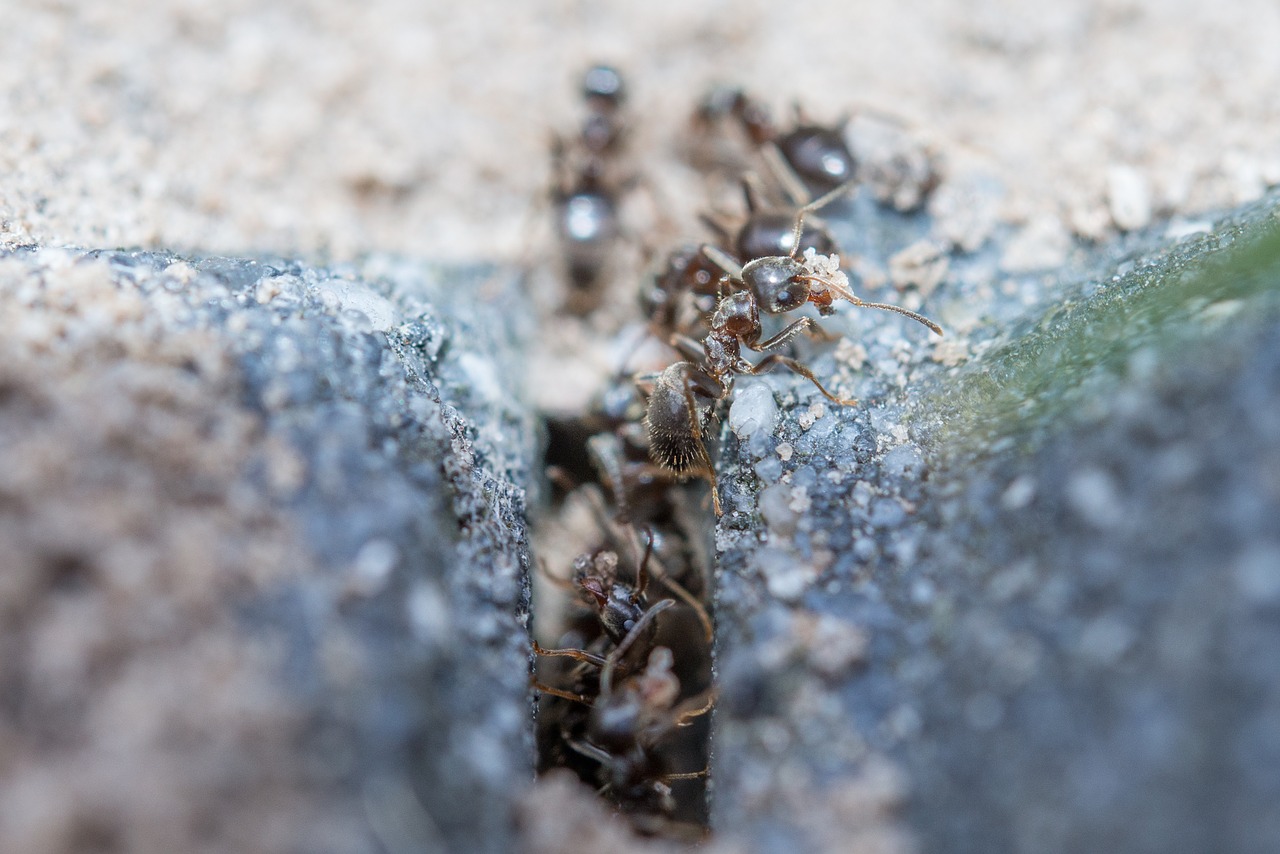 ants macro working free photo