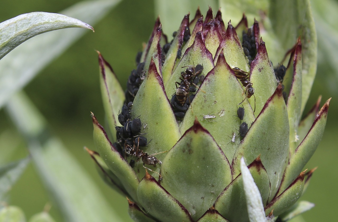 ants aphids ants and aphids free photo