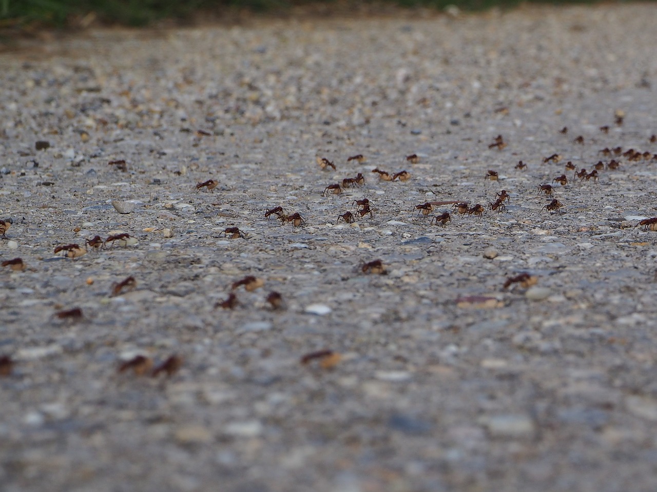 ants hike change of location free photo