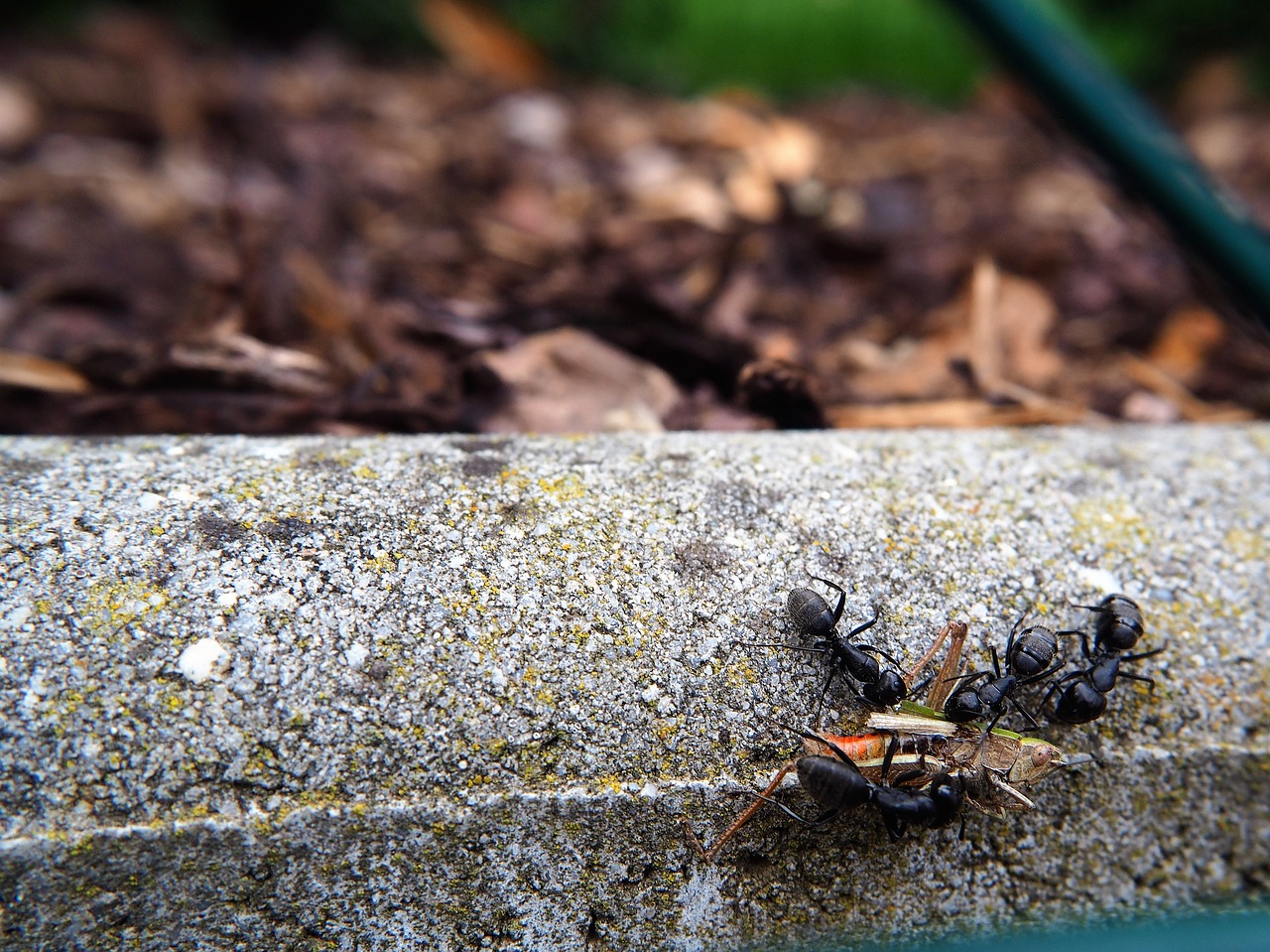 ants grasshopper eat free photo