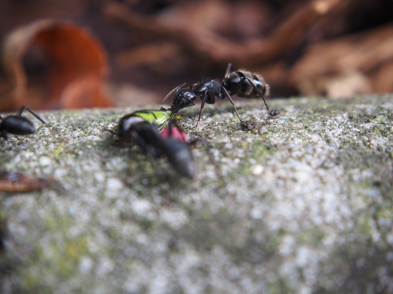 ants ant eat free photo
