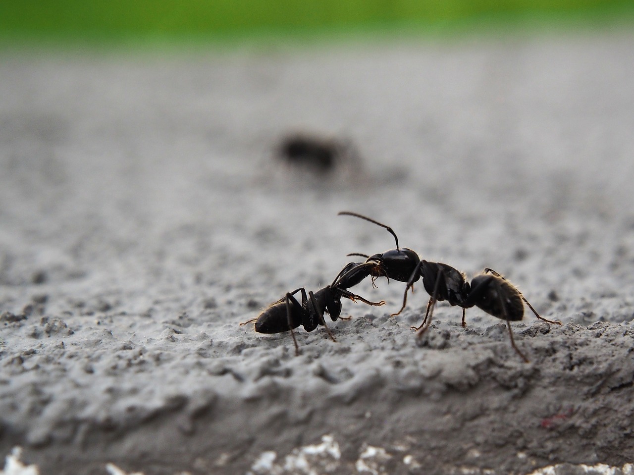 ants parts ant free photo