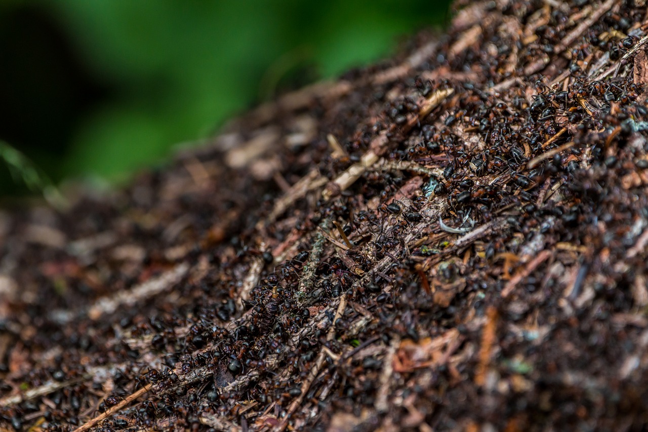 ants anthill forest ant hill free photo