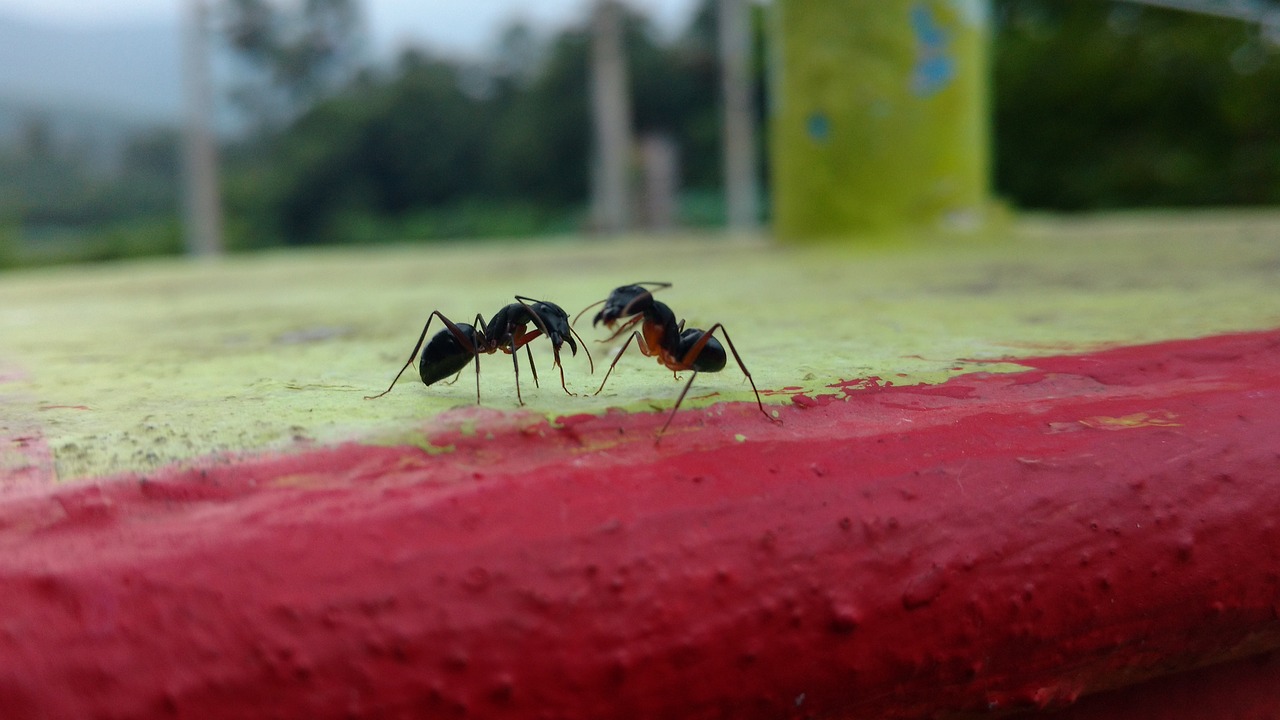 ants chat talk free photo