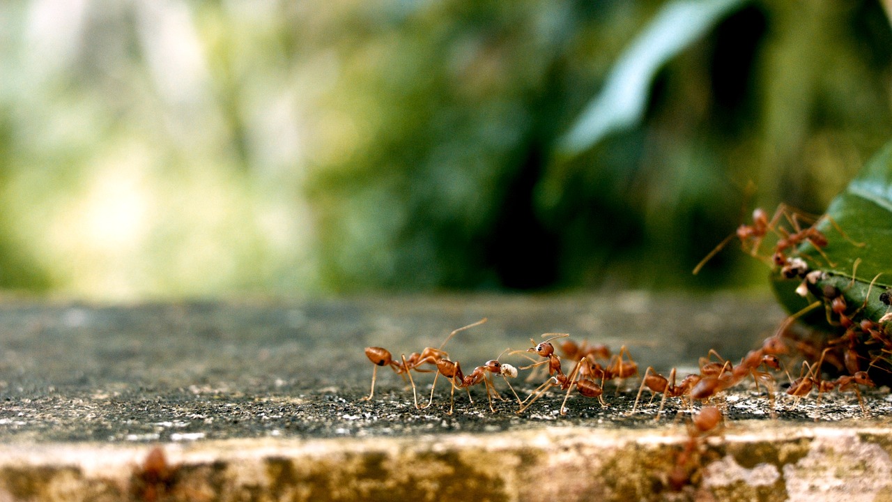 ants ant groups team free photo