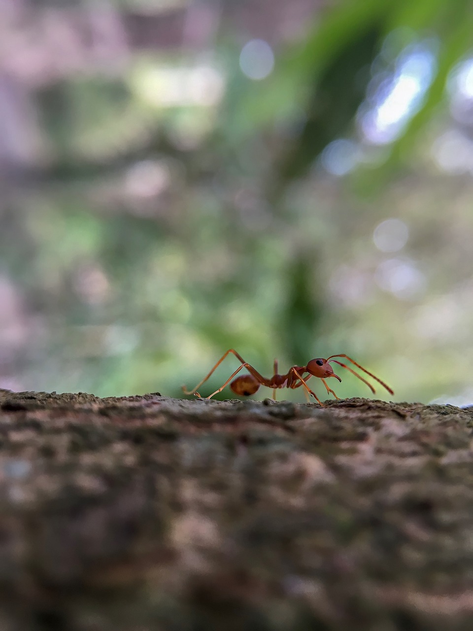 ants  animals  tree free photo