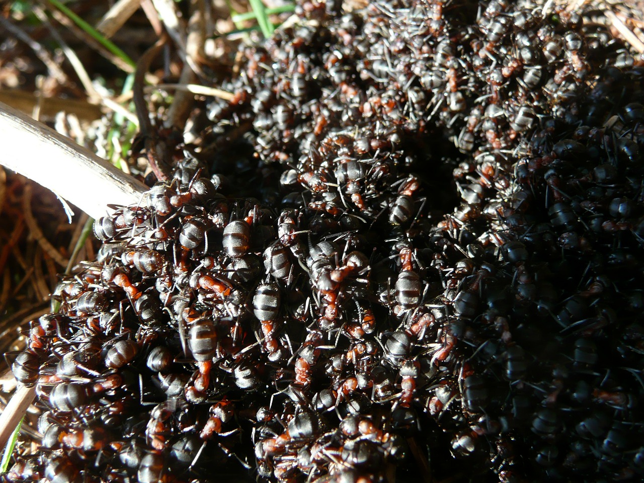 ants wood ants wood ant colony free photo