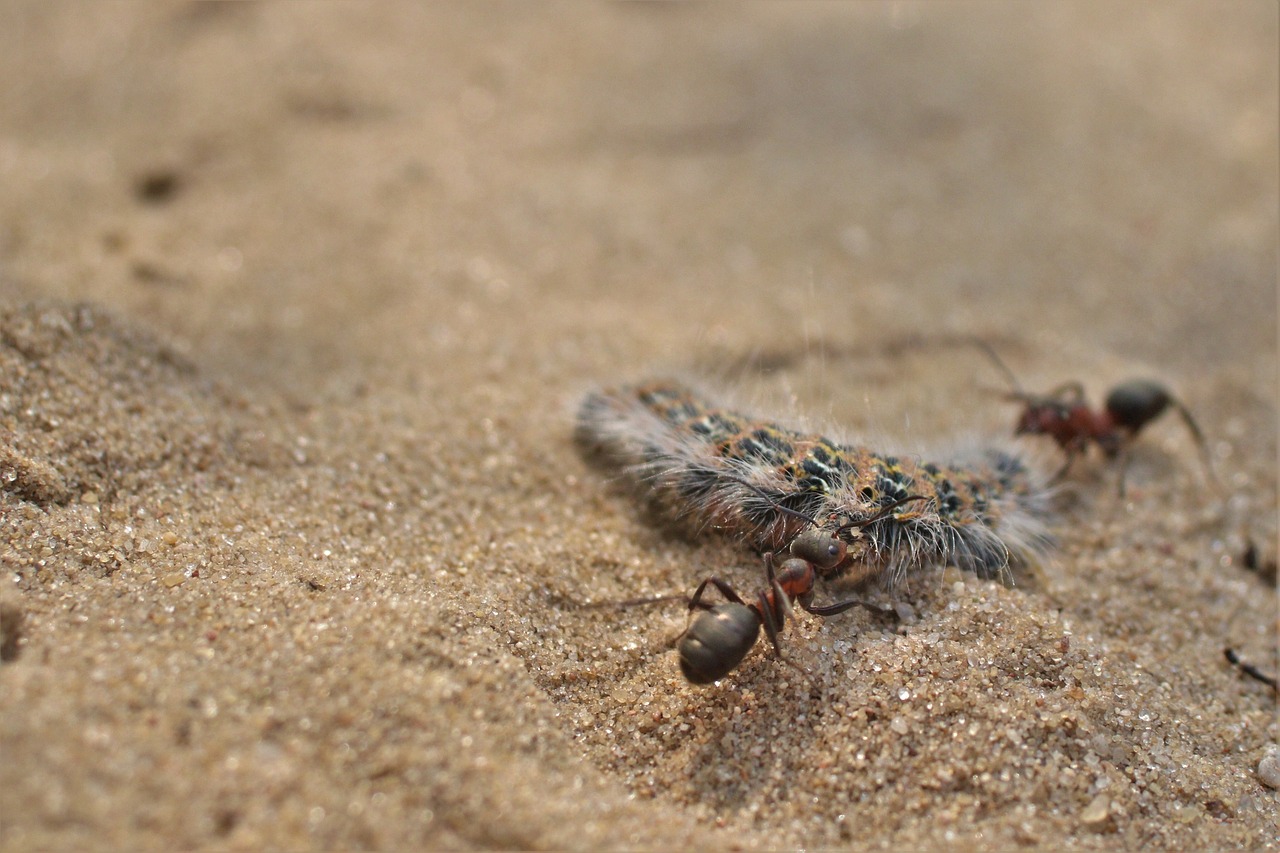ants  caterpillar  sand free photo