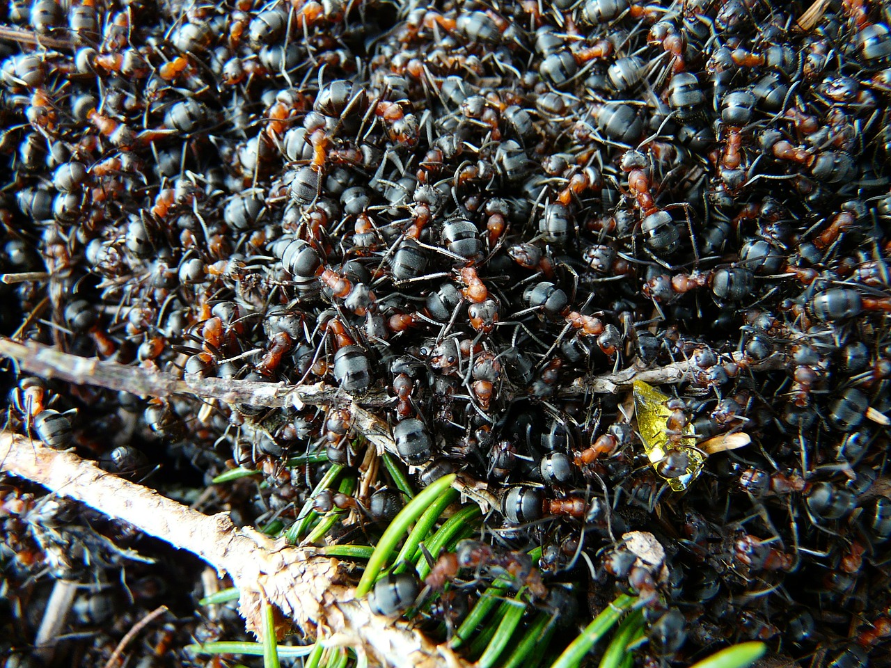 ants wood ants formica free photo
