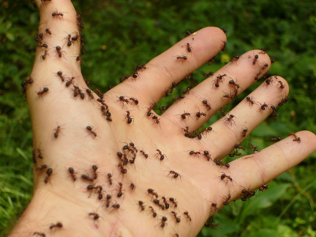 ants wood ants hand free photo