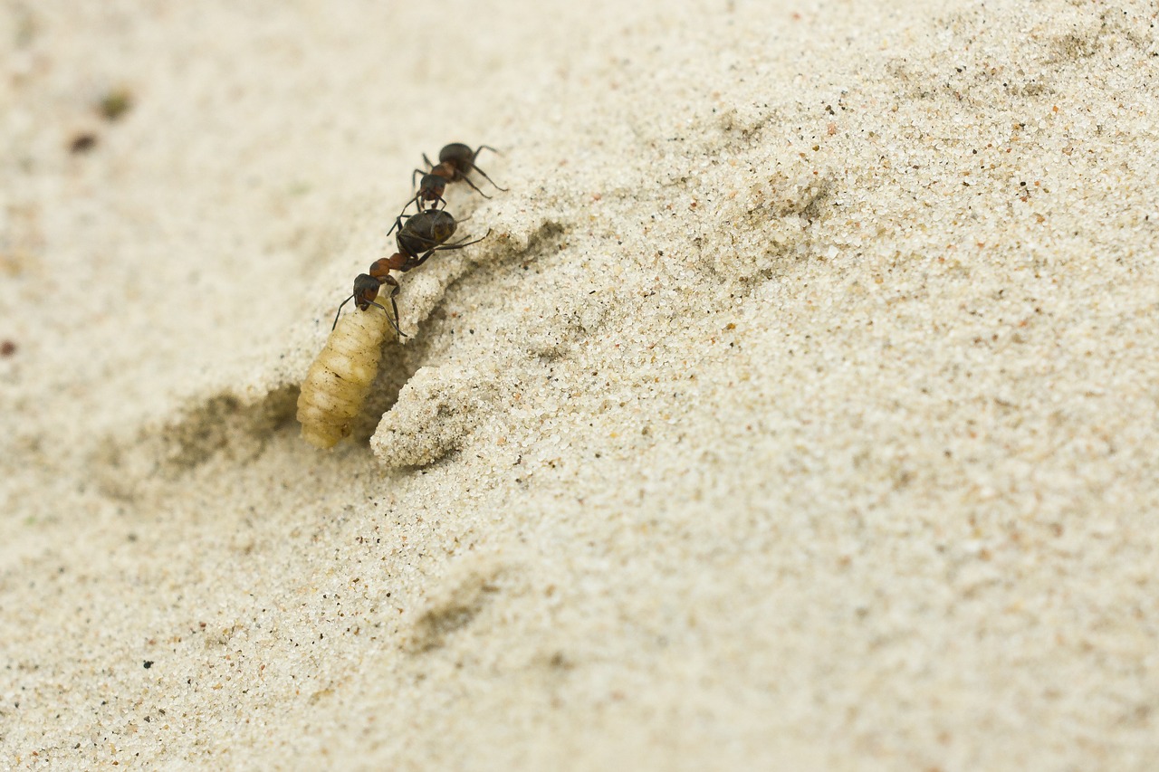 ants sand insect free photo