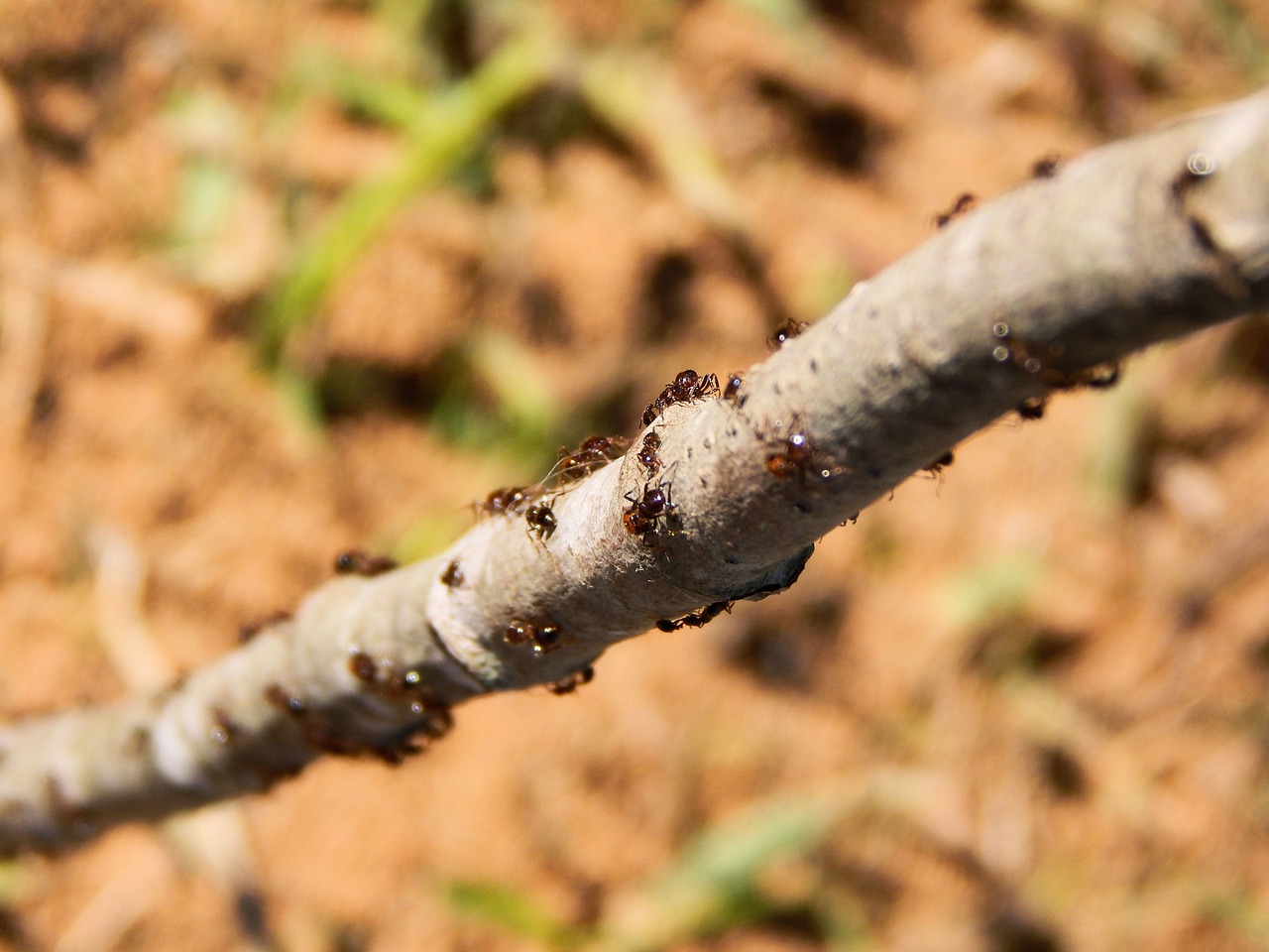 ants nature branch free photo