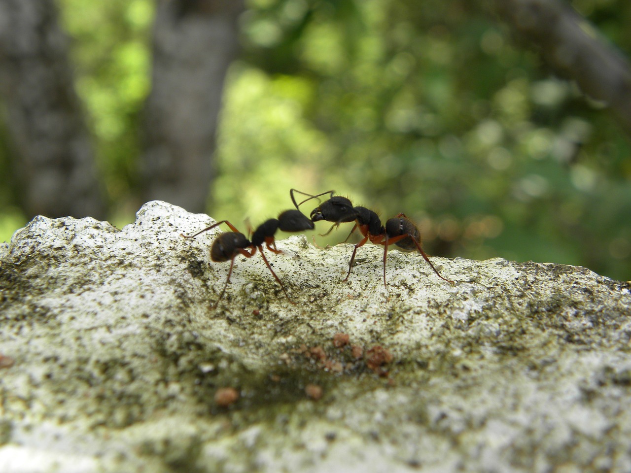 ants fighting insects free photo