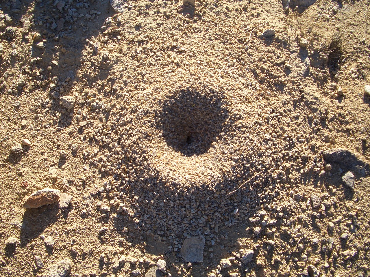 ants anthill nature free photo