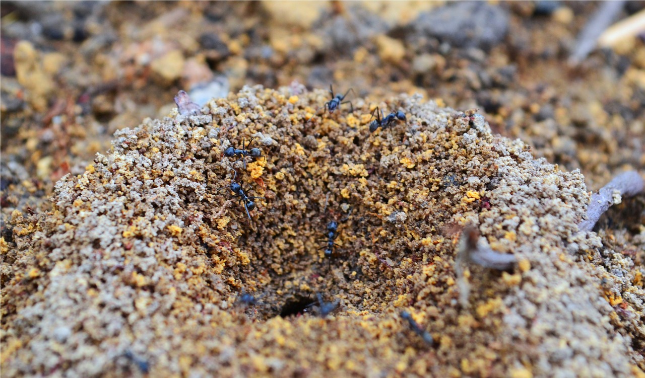 ants nest soil free photo